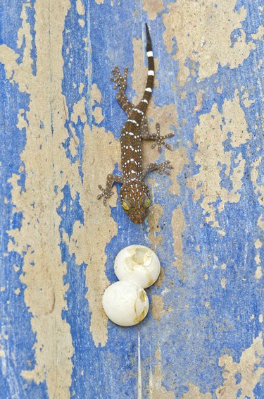 Little gecko