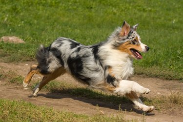 Australian Shepherd dog in outdoor setting