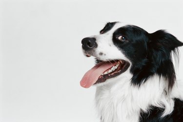 side view of a border collie