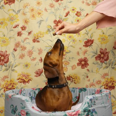 a small brown dog in a basket in front of flowered wallpaper with a female hand giving it a treat