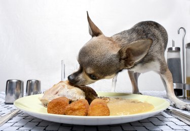 Chihuahua eating food from plate on dinner table.
