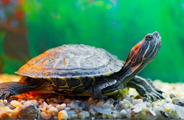 How to Identify Pet Turtle Species | Cuteness