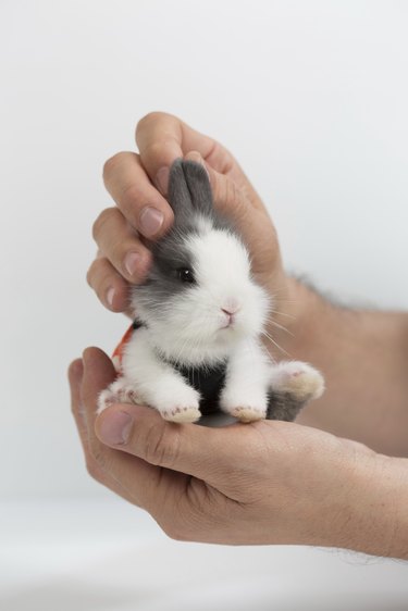 Cute little bunny.