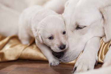 White mother dog and puppy