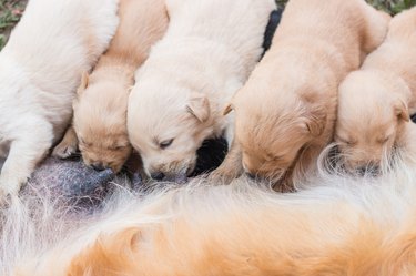 Puppy breastfed