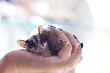 Close-up of a woman holding a sugar glider.