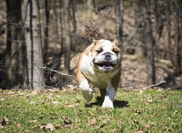 English bulldog running in forest