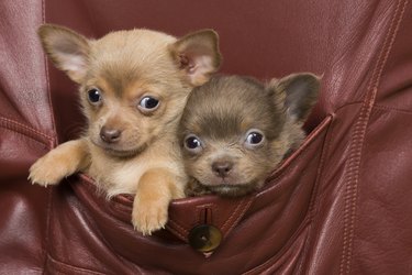 A brown and a lilac Chihuahua in a coat pocket