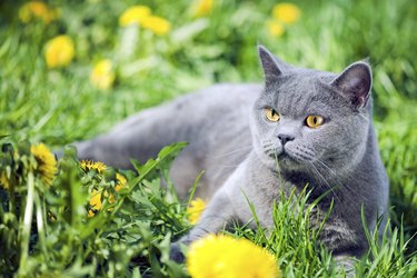 Cute gray cat outdoors