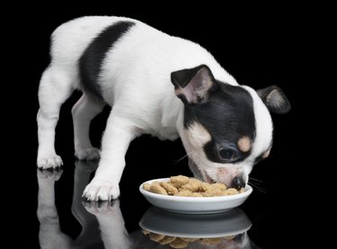 Chihuahua eats dog food