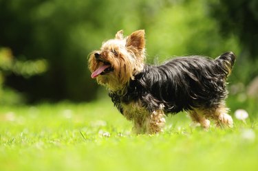 Yorkshire Terrier Dog Sticking Its Tongue Out