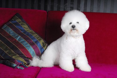 Beau a Bichon Frise