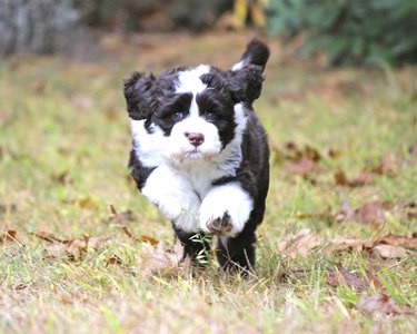 Running Portuguese Water Dog Puppy