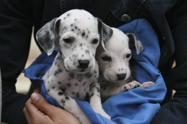 Dalmatian puppys