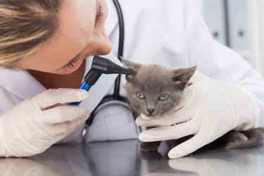 Vet examining ear of kitten