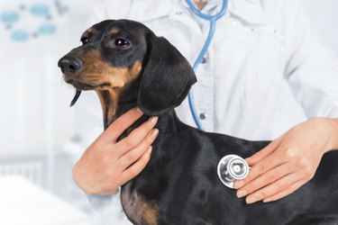 Veterinarian is listening to a dachshund's chest