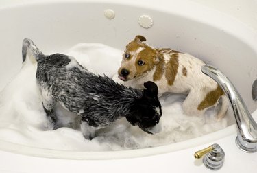 Puppies taking a bath.