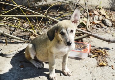 homeless stray dog