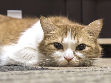 A sad-looking orange and white cat laying on the floor, looking at camera