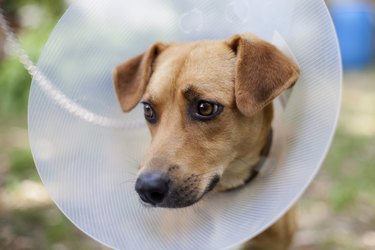 Dog in cone outside