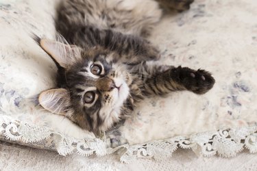 Maine coon kitten between pillows