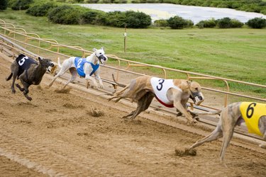 Day at the Races