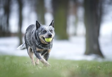 beautiful and comic australian cattle dog puppy running