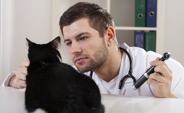 Cat at the vet