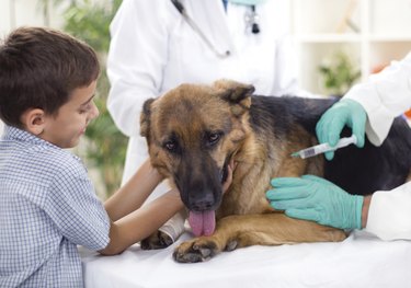 veterinary surgeon is giving vaccine to the German Shepherd