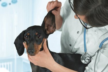 Veterinarian examines ear of a dog