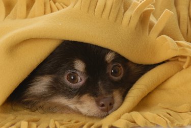 Dog hide outlet under bed