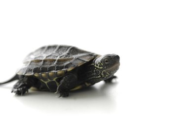 Closeup of a turtles