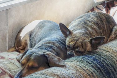 Two brindle Chihuahuas sleeping together.