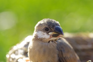 Java sparrow