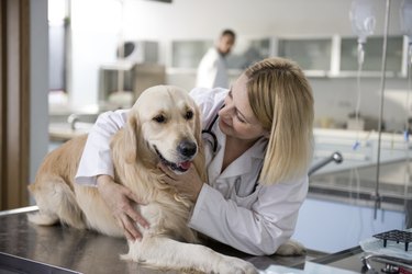 A female vet examining a large white dog