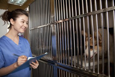 Veterinarian filling out medical chart