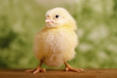 yellow baby chickens