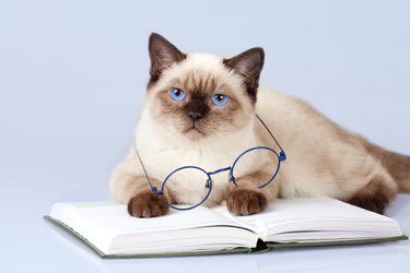 A cat holding glasses and laying on top of a book