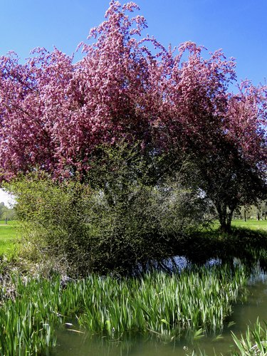 Crab Apple Tree in Spring