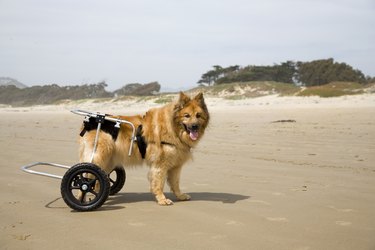 Dog wearing wheels on rear legs at the beach