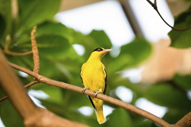 yellow  canary on branch