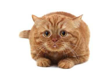 ginger cat