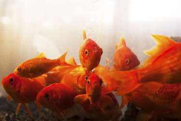Goldfish, looking at camera
