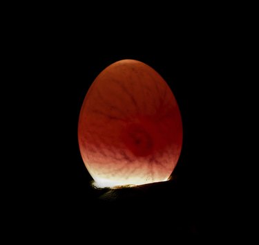 Beginning of life in an egg