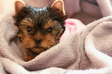 Yorkshire Terrier puppy sleeping