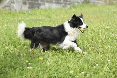 Border collie running