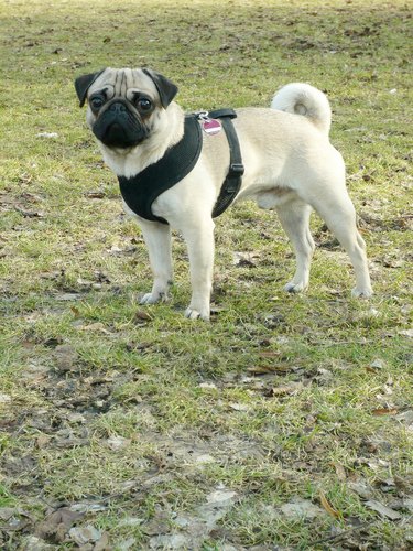 Pug on a meadow