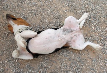 A dog on its back on gravel