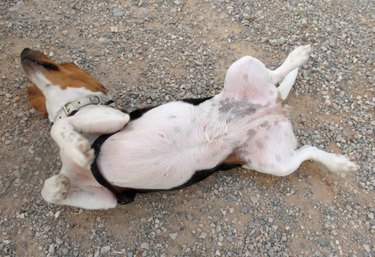 Dog losing hair on neck discount and chest