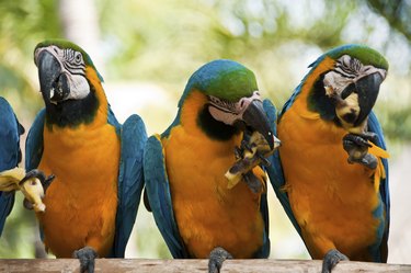 A group of three colorful birds